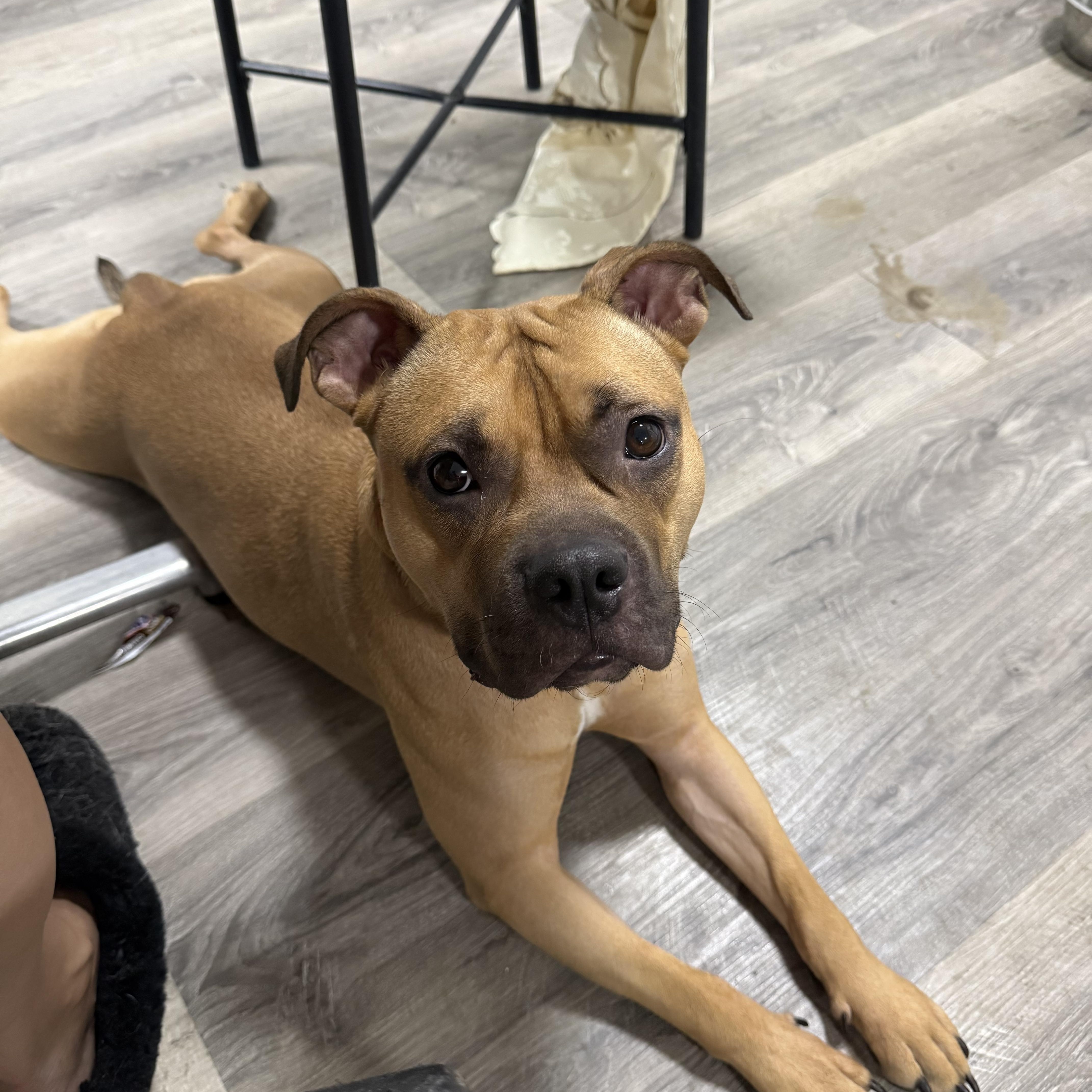 Enlarge Honey pending adoption, a Adoptable Mixed Breed in Saskatoon, SK image 1/5