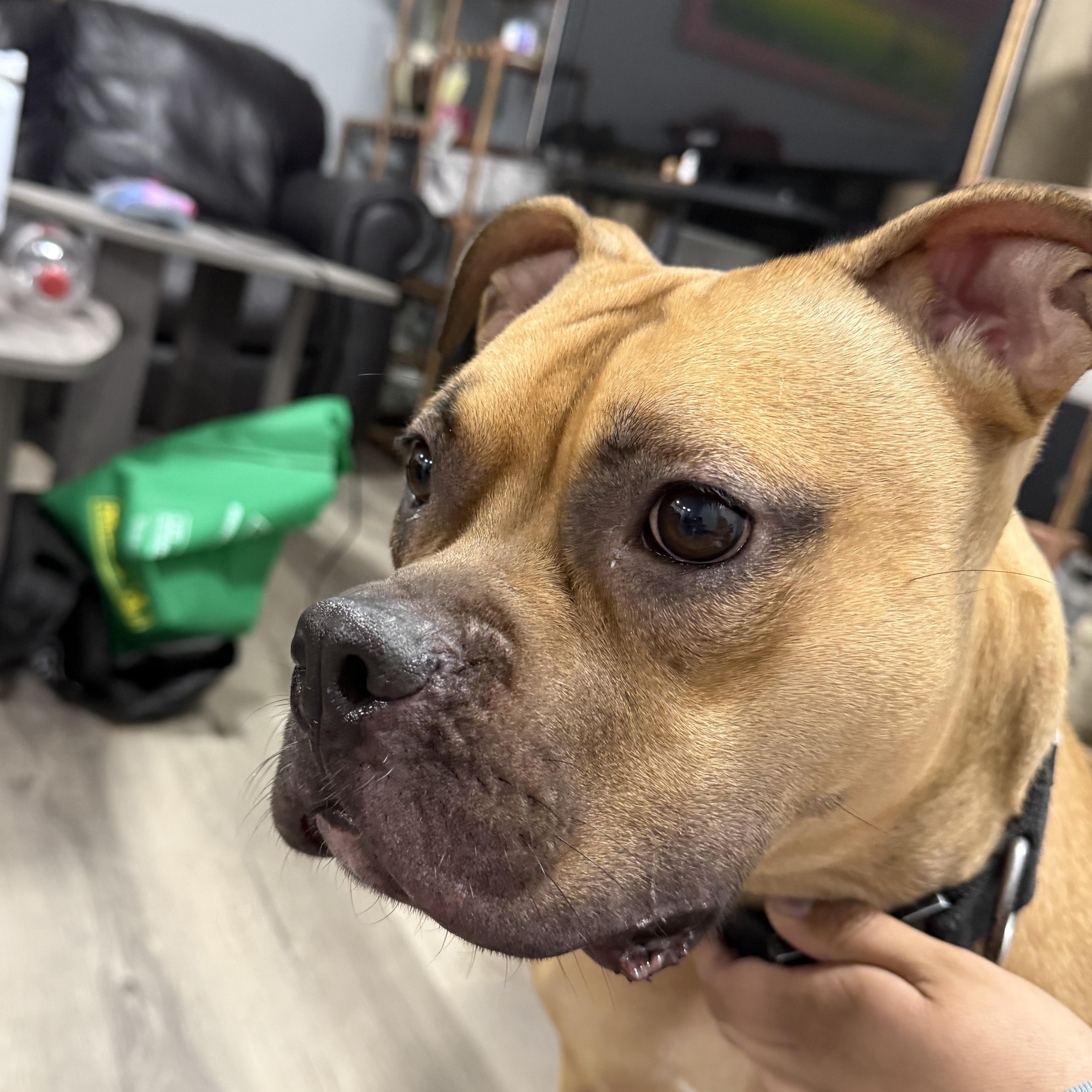 Enlarge Honey pending adoption, a Adoptable Mixed Breed in Saskatoon, SK image 5/5