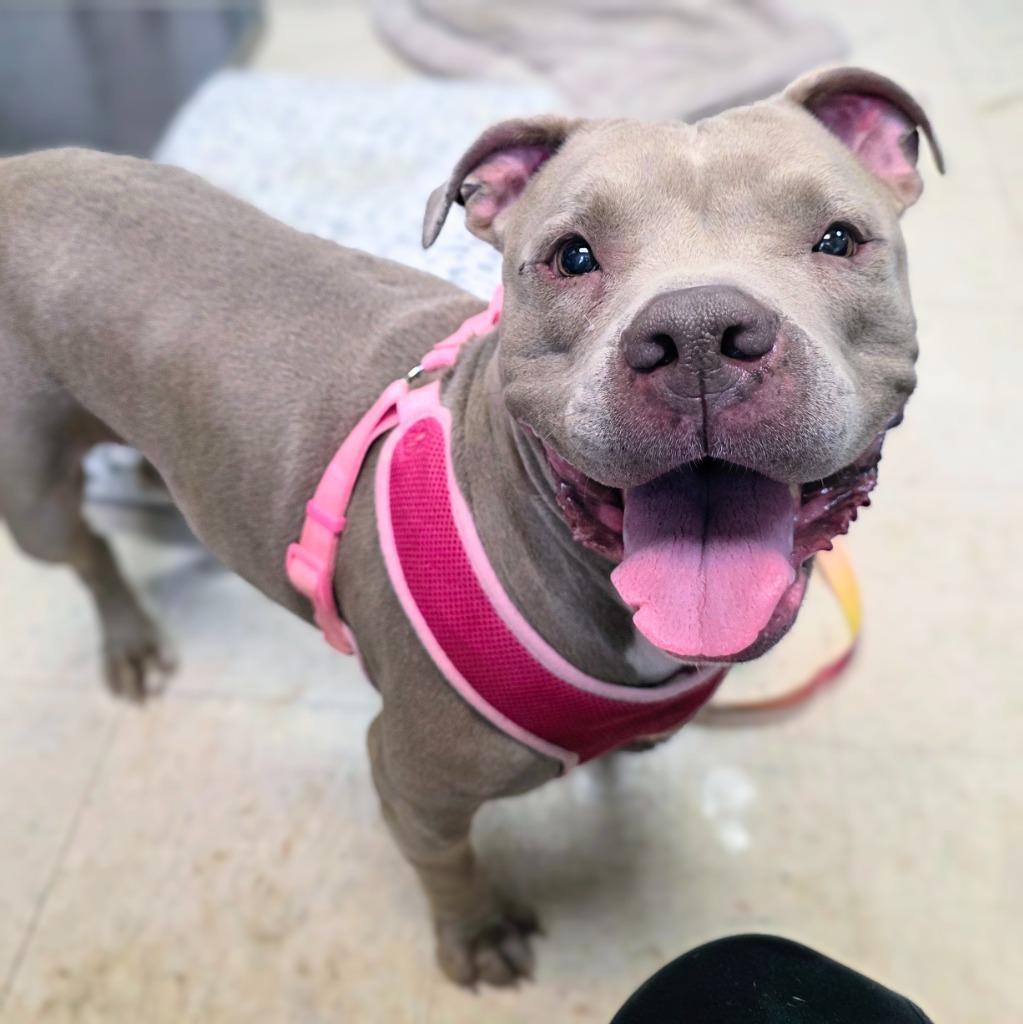 Grammy, Adoptable, Senior Female Mixed Breed.