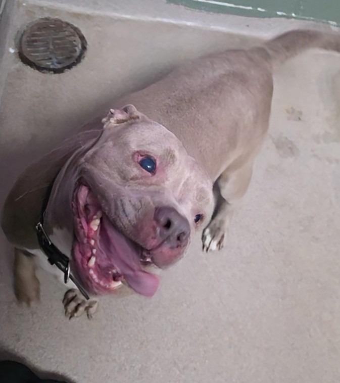 Enlarge Grammy, a Adoptable Mixed Breed in New Manchester, WV image 2/6