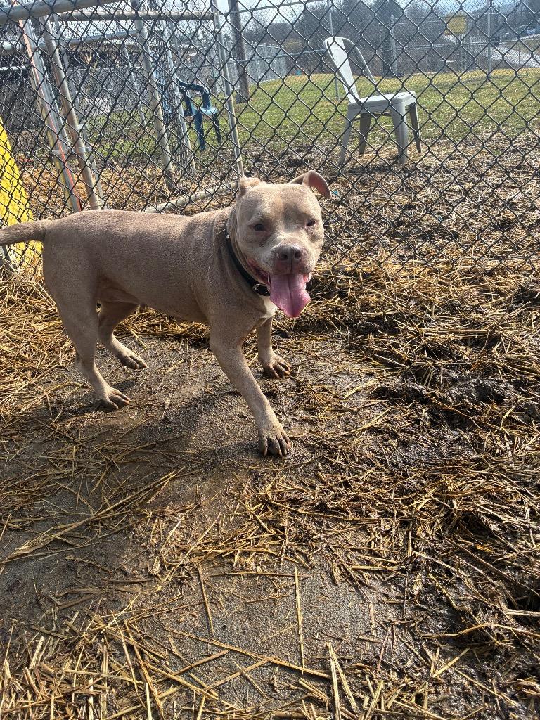 Enlarge Grammy, a Adoptable Mixed Breed in New Manchester, WV image 3/6