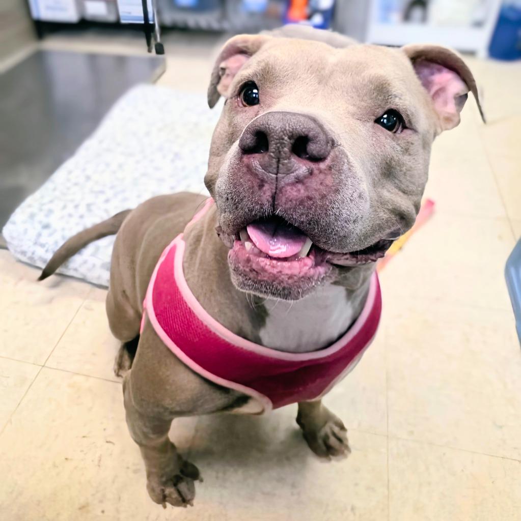 Enlarge Grammy, a Adoptable Mixed Breed in New Manchester, WV image 4/6