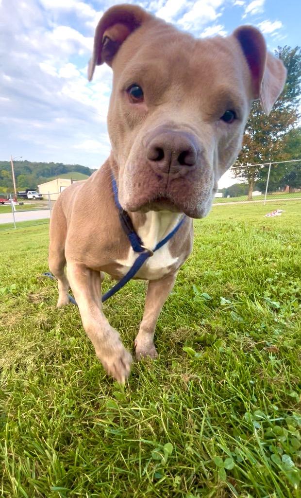 Enlarge Grammy, a Adoptable Mixed Breed in New Manchester, WV image 5/6