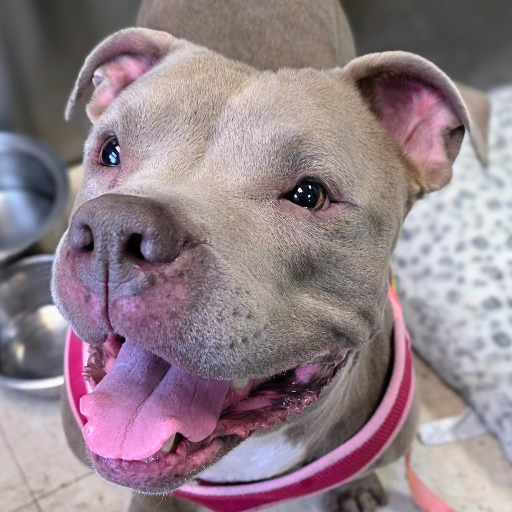 Enlarge Grammy, a Adoptable Mixed Breed in New Manchester, WV image 6/6