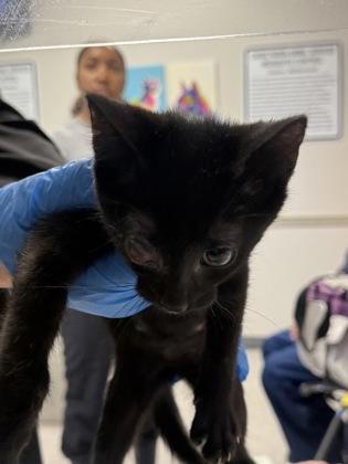 Ferrari, Adoptable, Adult Female Domestic Short Hair & Domestic Short Hair.