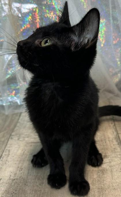 Enlarge Ferrari, a Adoptable Domestic Short Hair in Shreveport, LA image 2/2