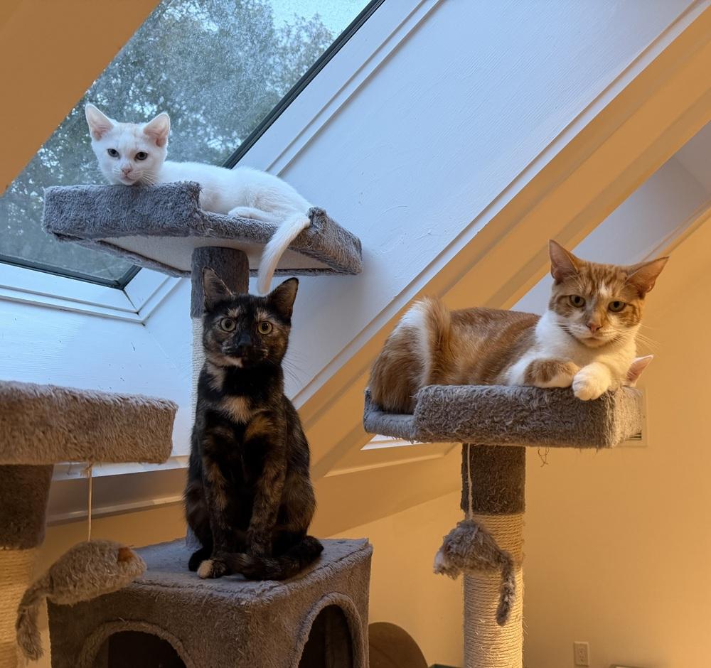 Enlarge Laurie Partridge, a Adoptable Tabby in Warren, CT image 1/6