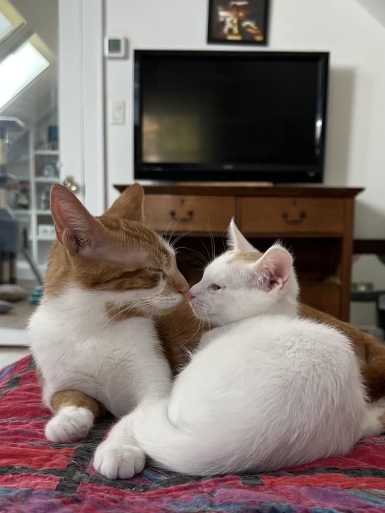 Enlarge Laurie Partridge, a Adoptable Tabby in Warren, CT image 4/6