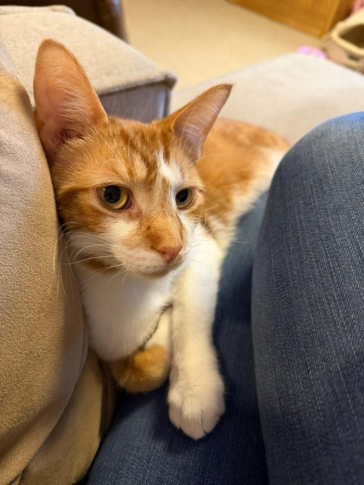 Enlarge Laurie Partridge, a Adoptable Tabby in Warren, CT image 5/6