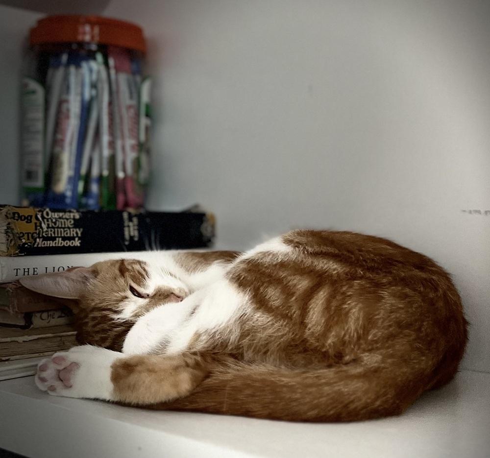 Enlarge Laurie Partridge, a Adoptable Tabby in Warren, CT image 6/6