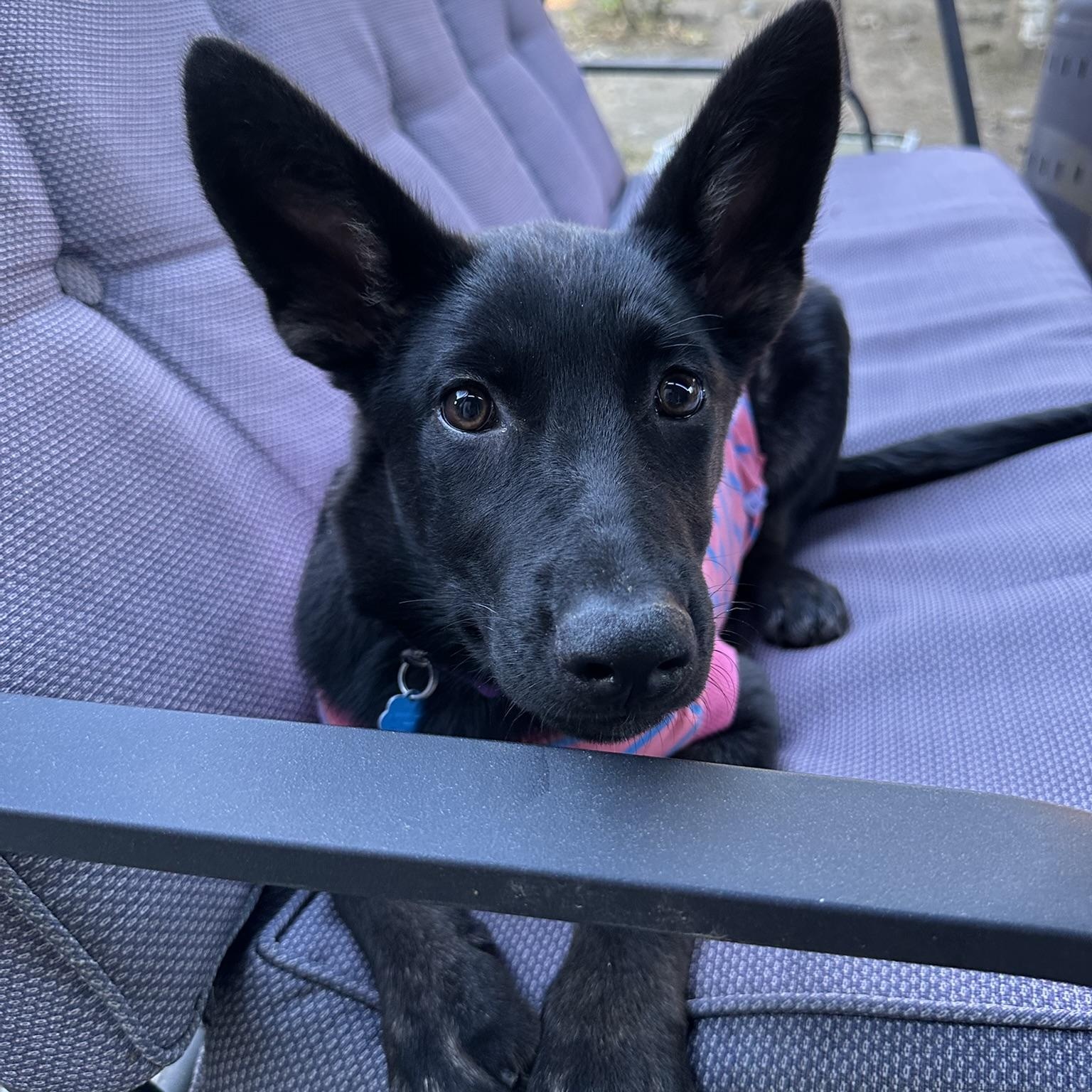 Meet Ember Born on February 28 2025 Ember is a sweet and affectionate German Shepherd puppy who a