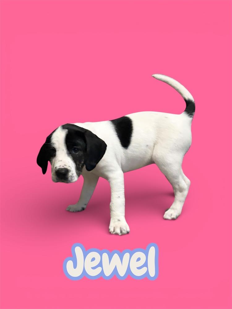 Jewel — thumbnail 4