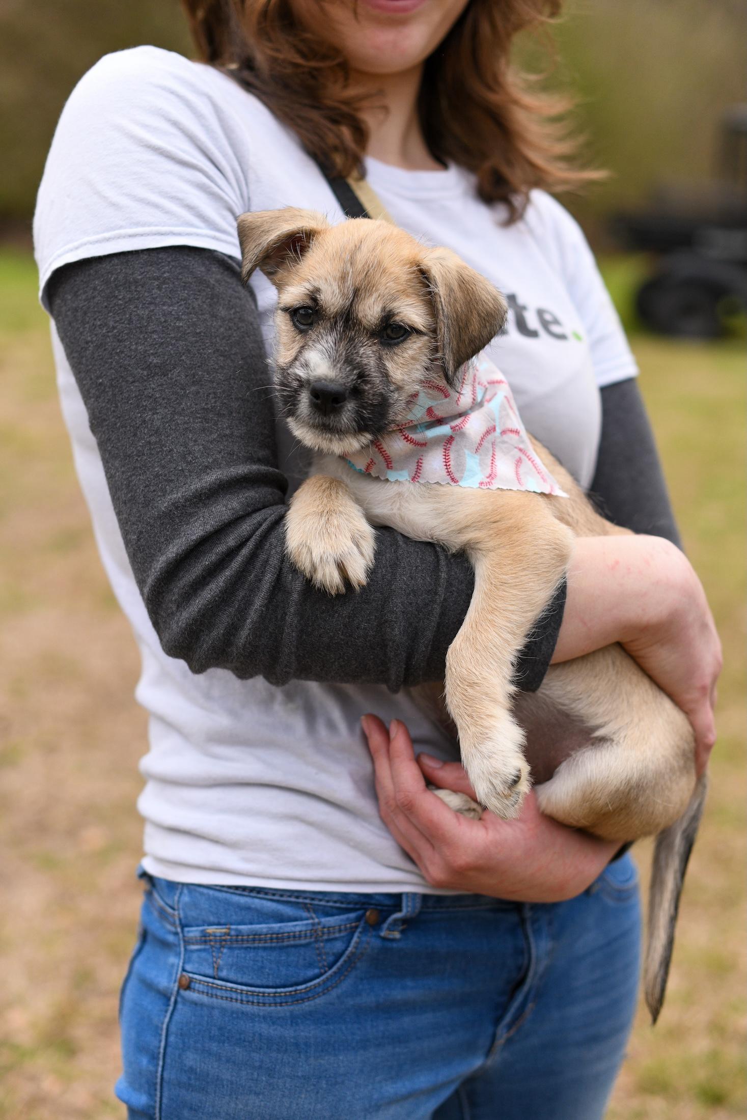 Teddy , a Adoptable Mixed Breed in Argyle, NY image 3/6