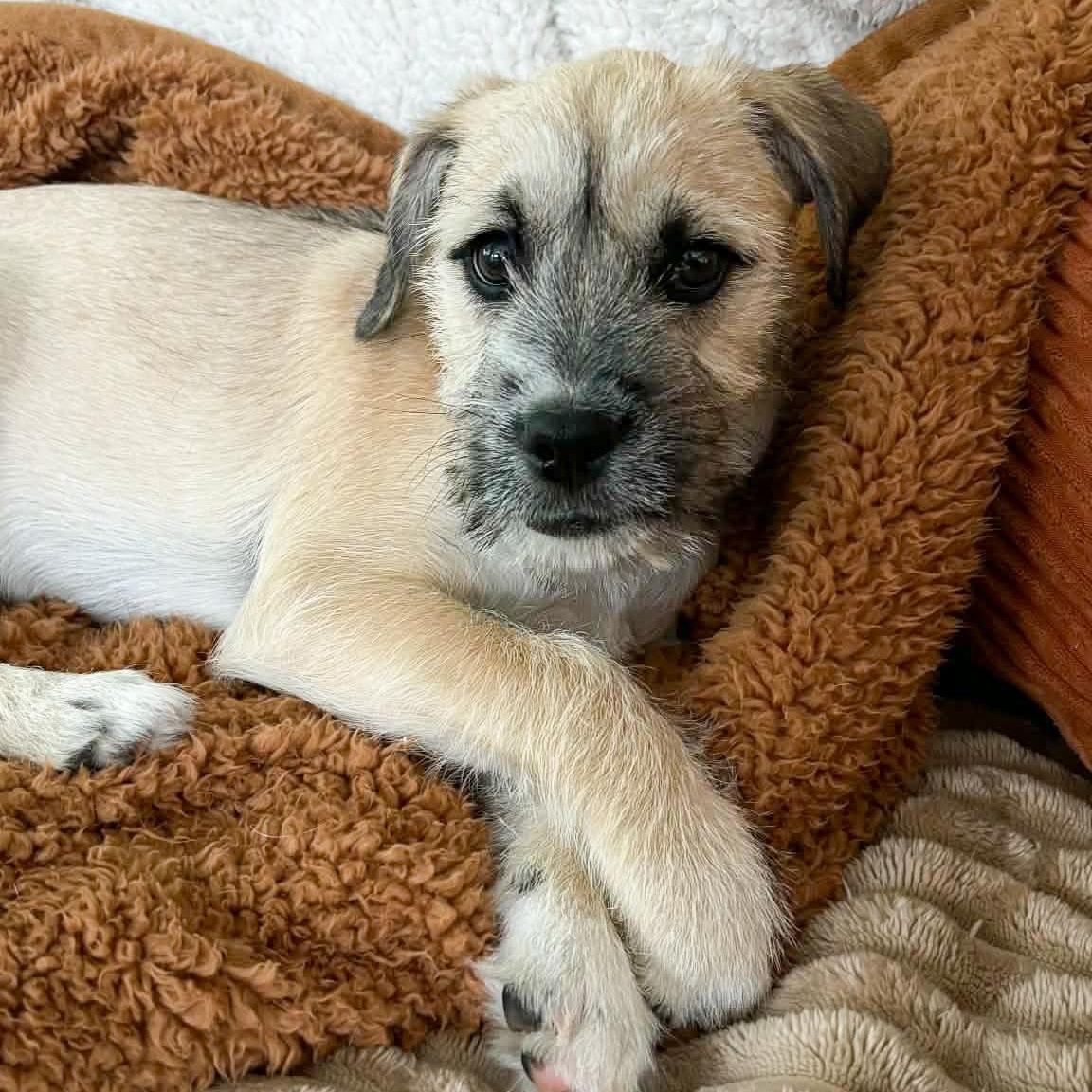 Teddy , Adoptable, Puppy Male Mixed Breed.