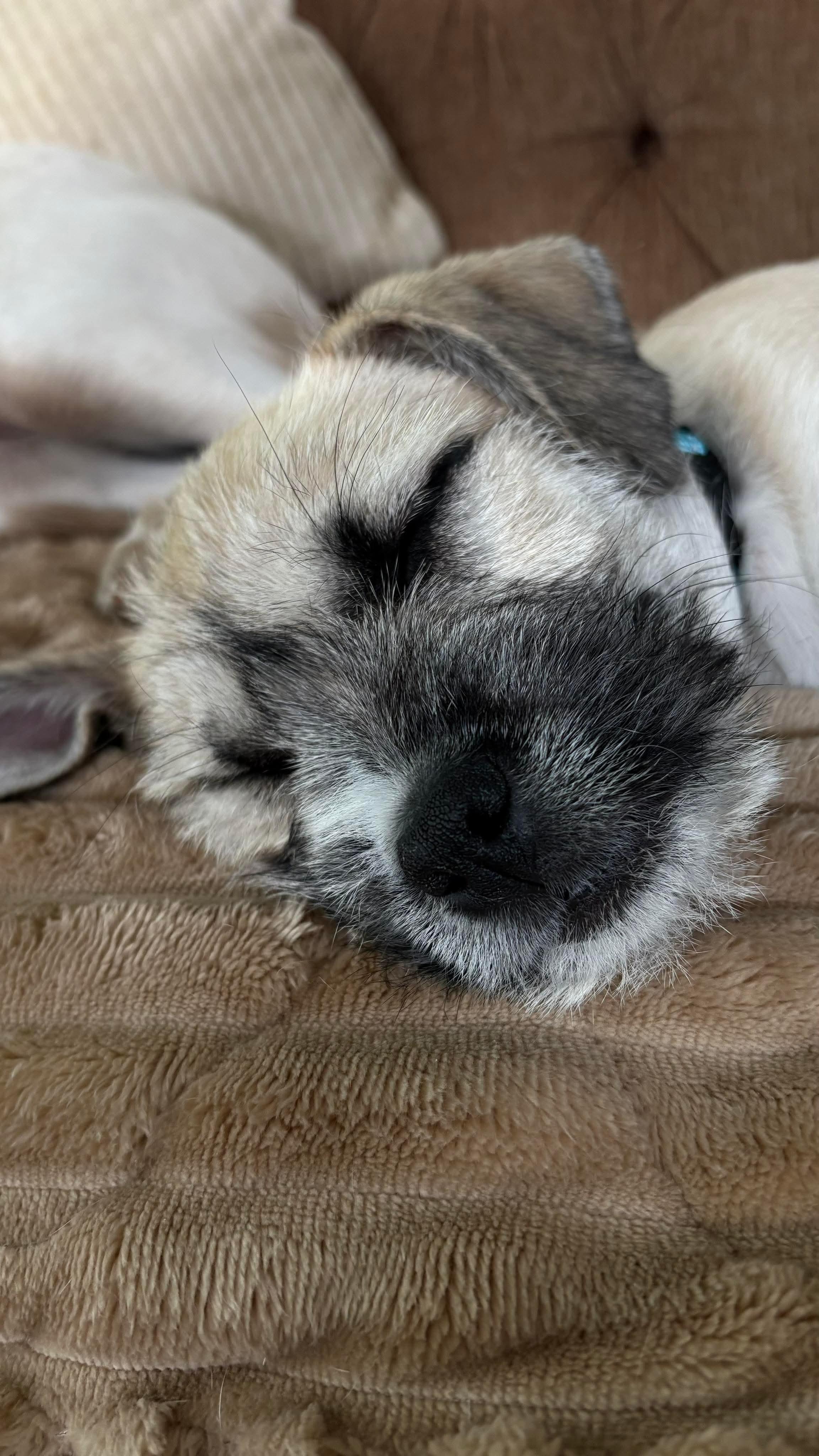 Teddy , a Adoptable Mixed Breed in Argyle, NY image 5/6