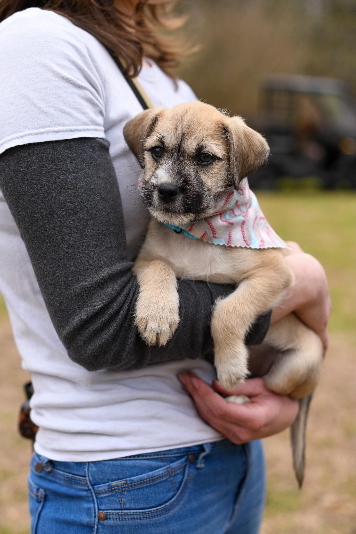 Teddy , Adoptable, Puppy Male Mixed Breed.