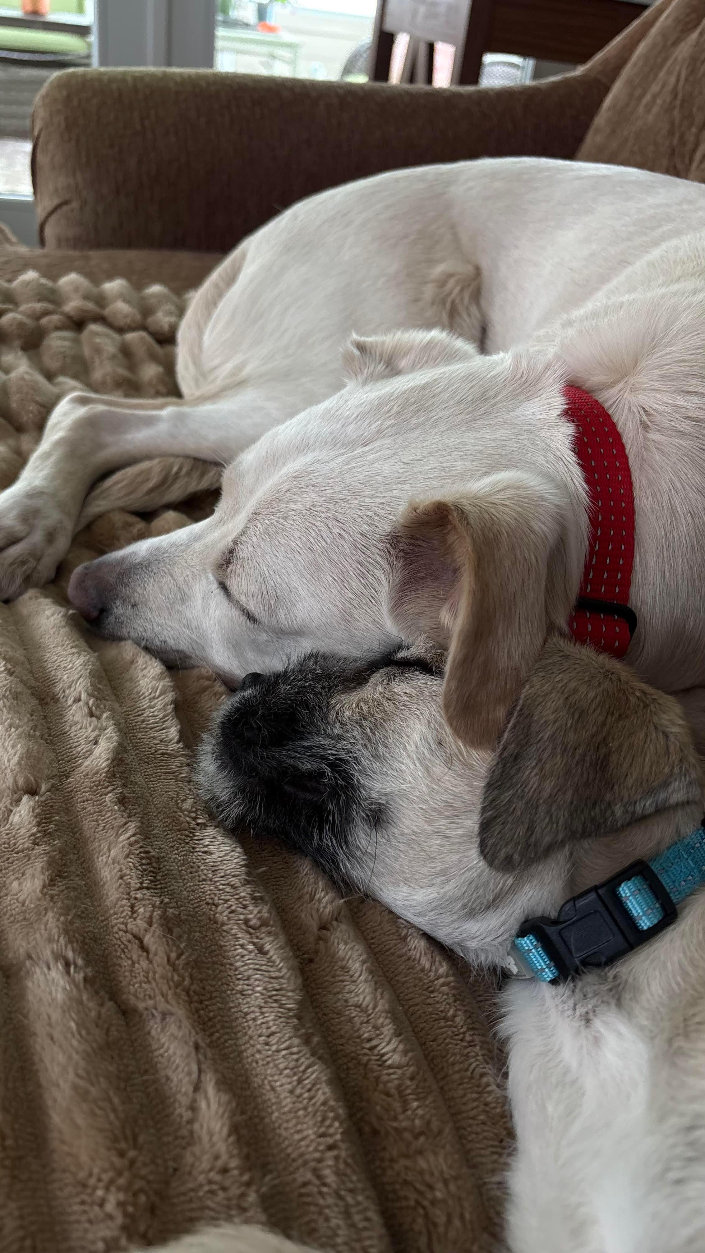 Teddy , a Adoptable Mixed Breed in Argyle, NY image 6/6