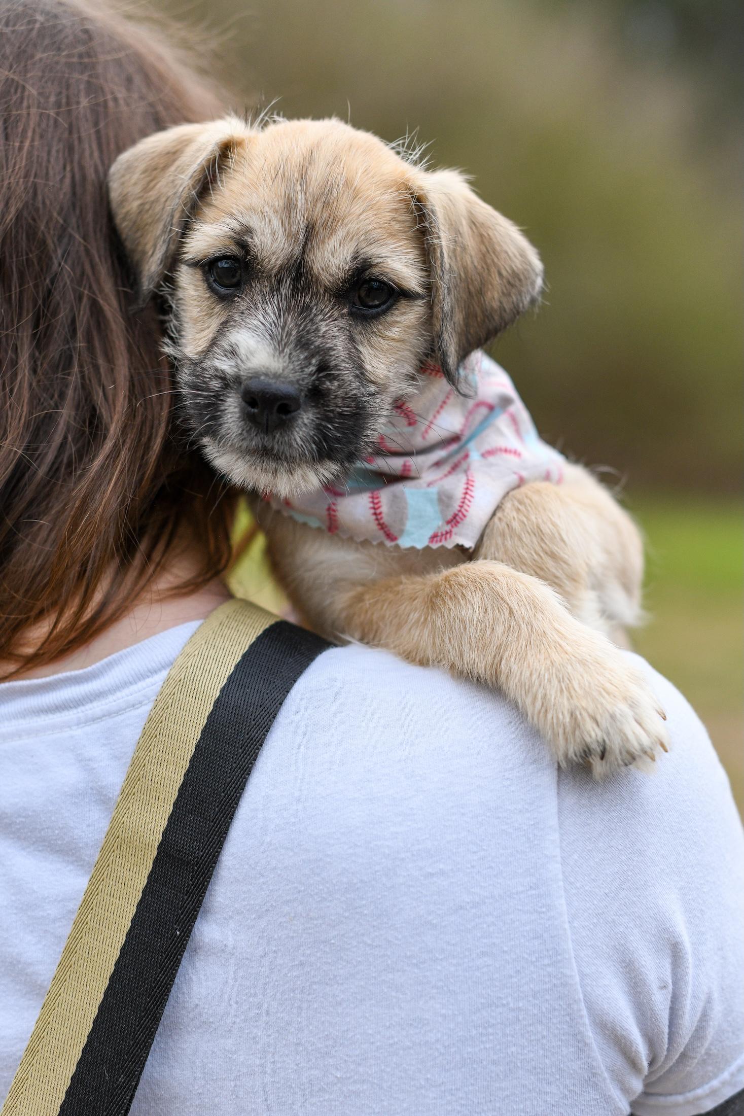 Teddy , a Adoptable Mixed Breed in Argyle, NY image 2/6