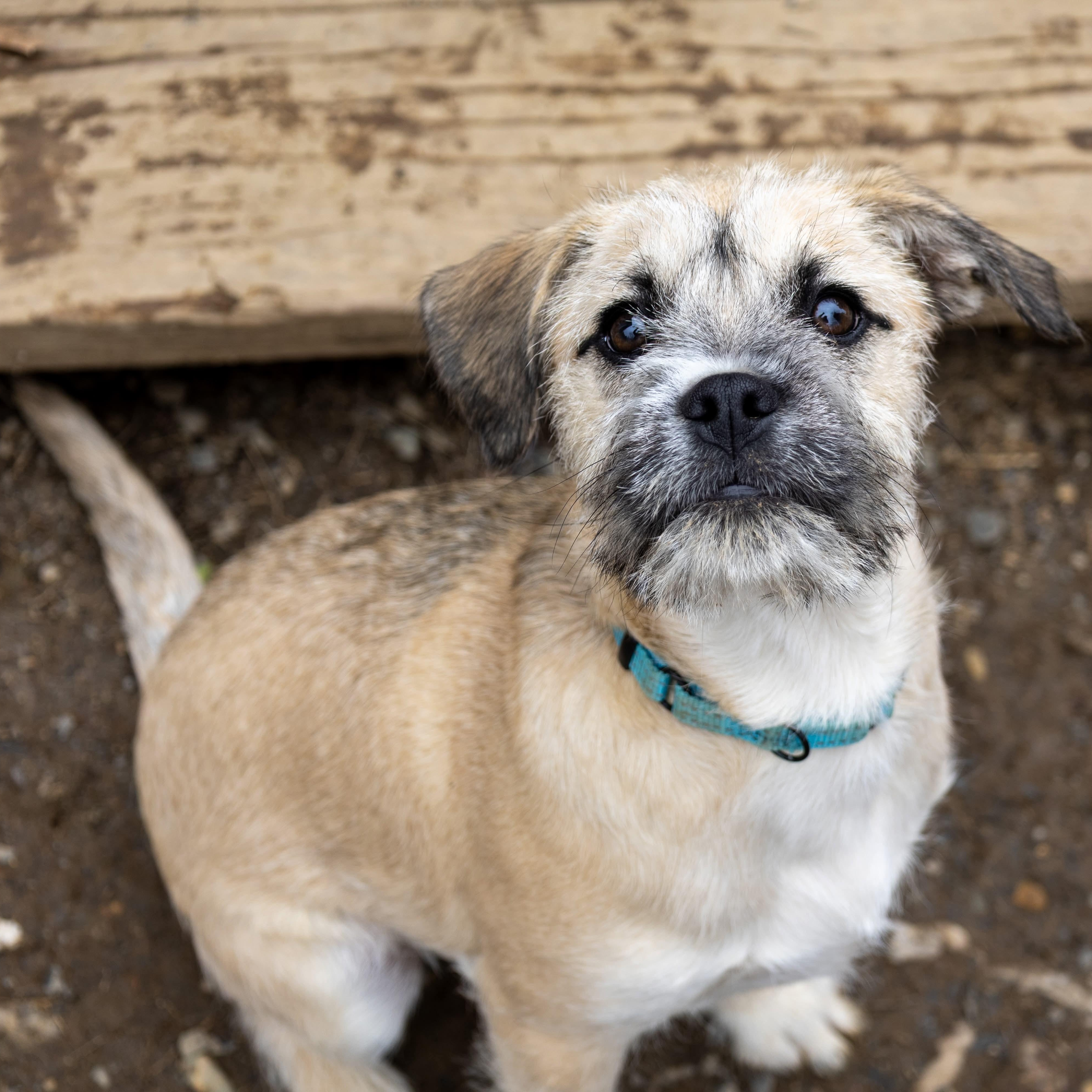 Teddy , Adoptable, Puppy Male Mixed Breed.