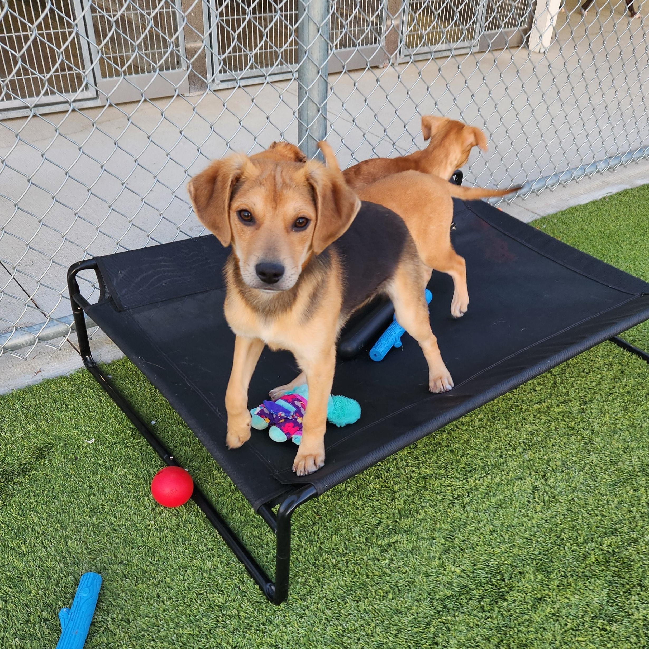 Enlarge Paxton, a ADOPTABLE Mixed Breed in Liberty, MO image 1/5