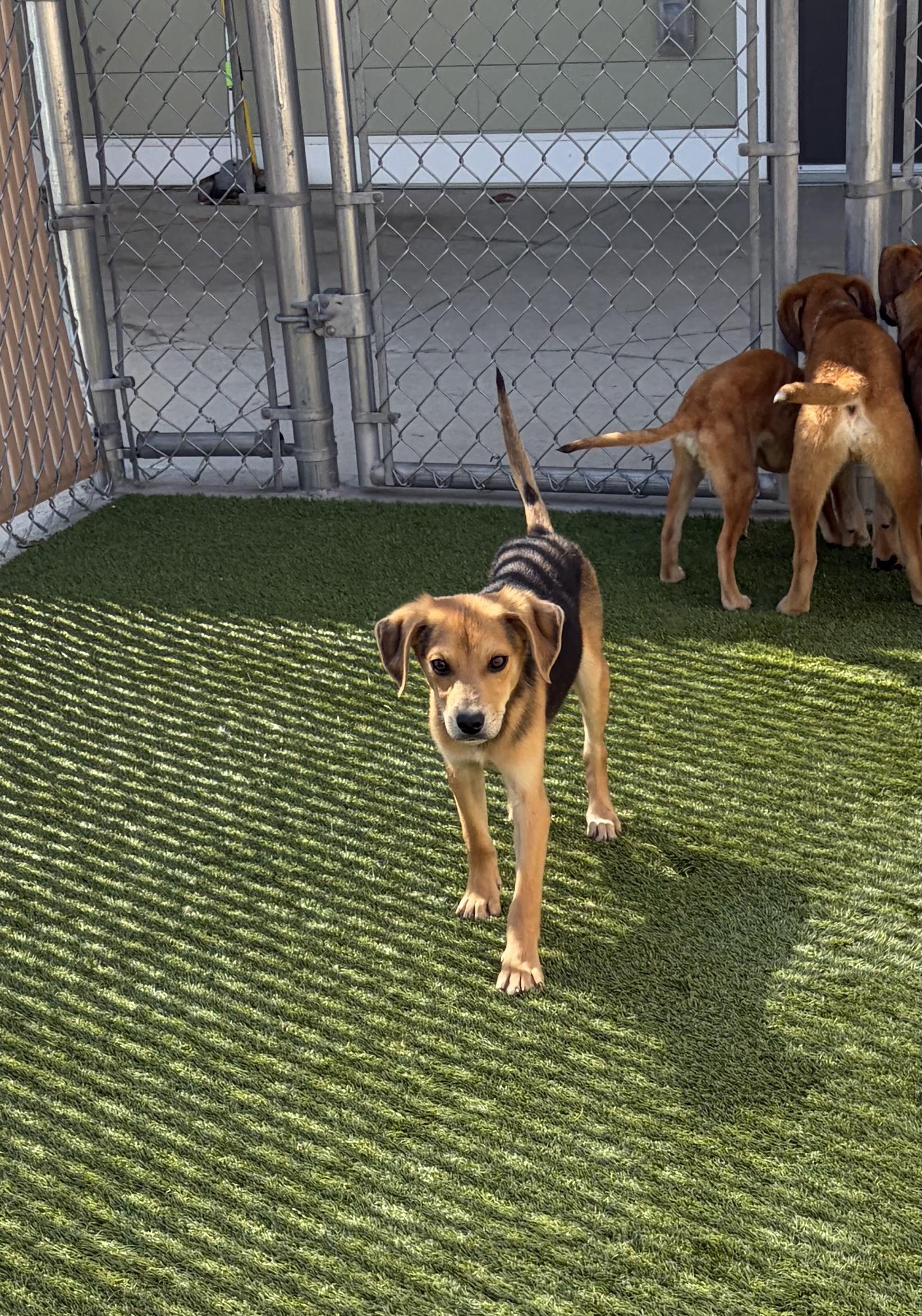 Enlarge Paxton, a ADOPTABLE Mixed Breed in Liberty, MO image 2/5