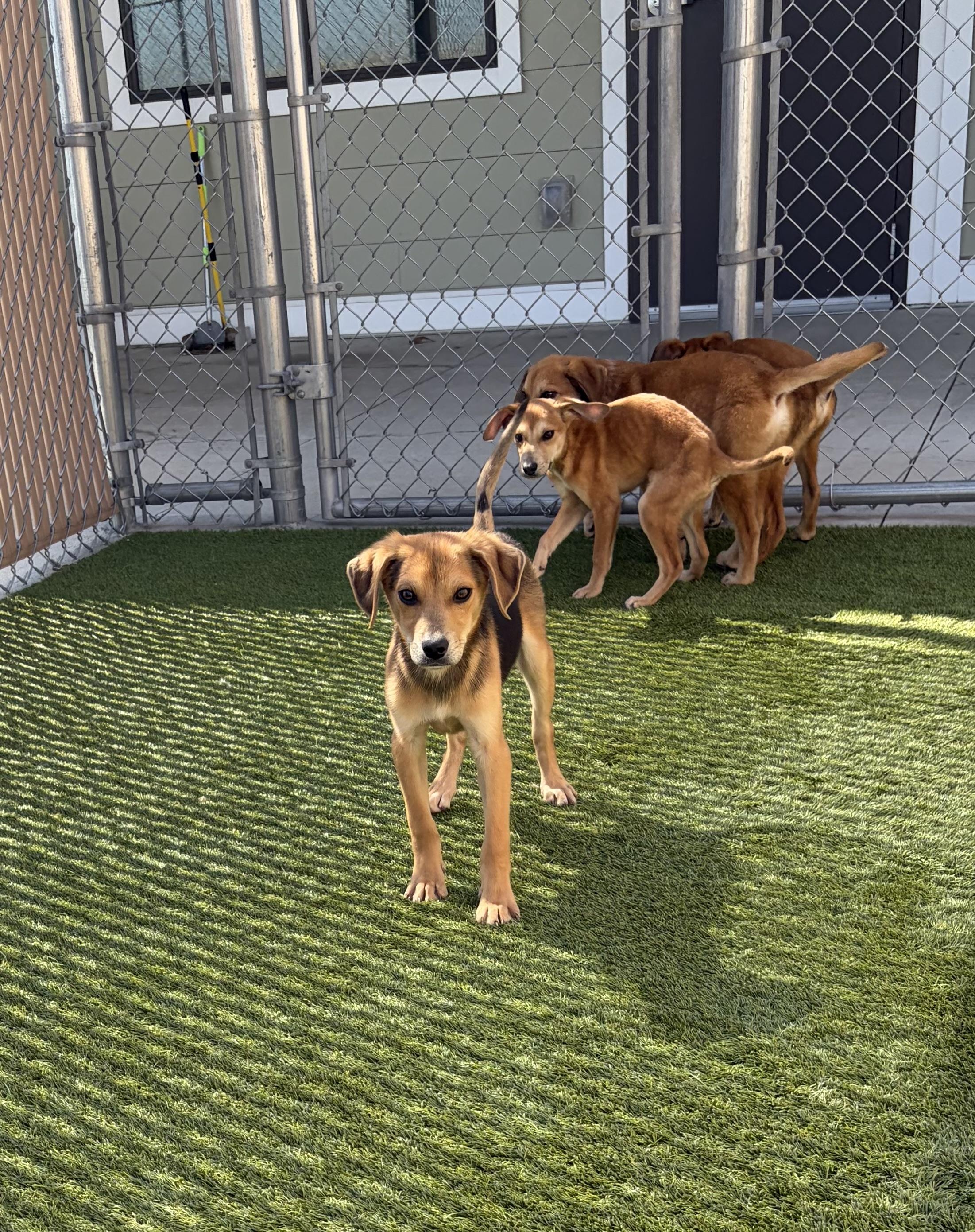 Enlarge Paxton, a ADOPTABLE Mixed Breed in Liberty, MO image 3/5