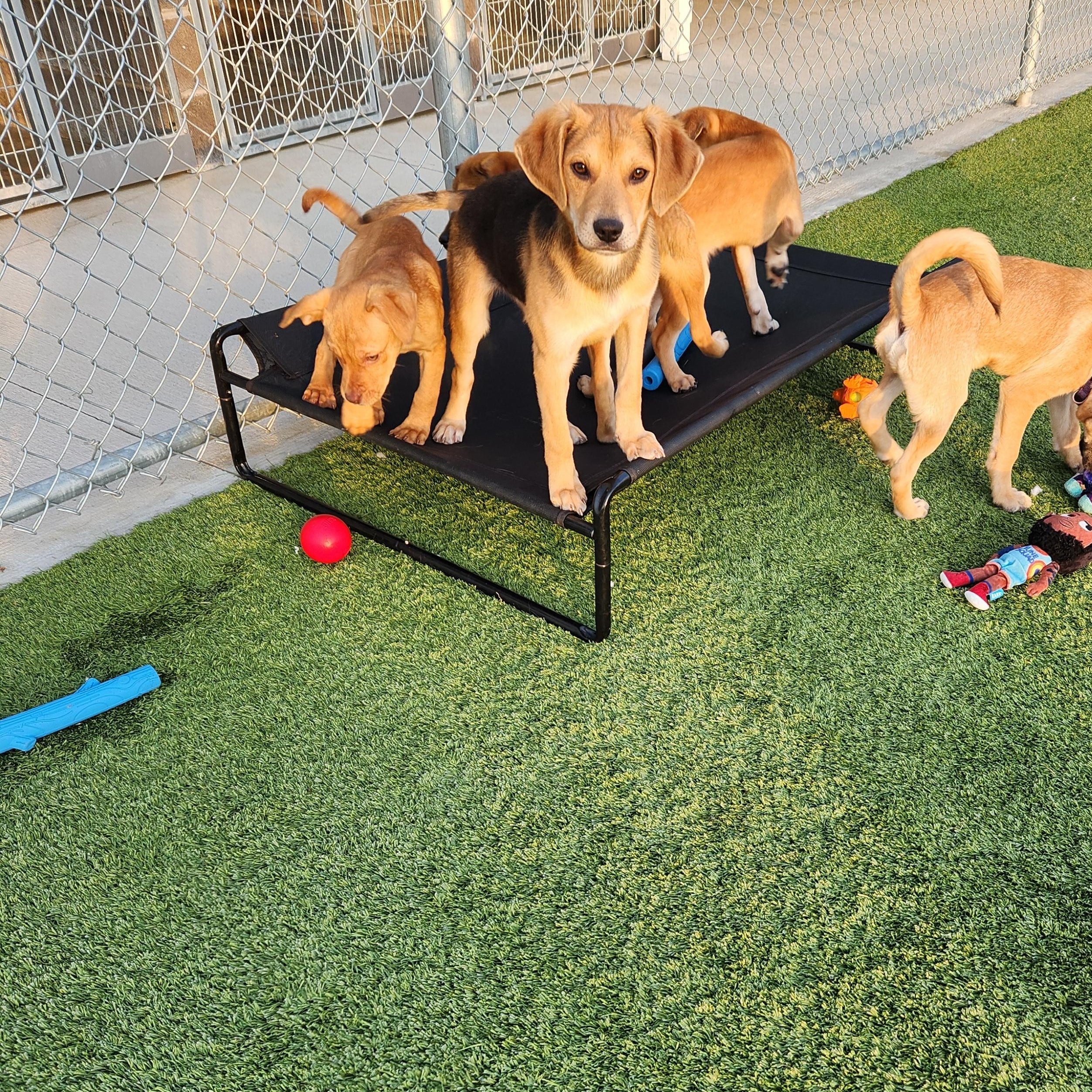 Enlarge Paxton, a ADOPTABLE Mixed Breed in Liberty, MO image 4/5