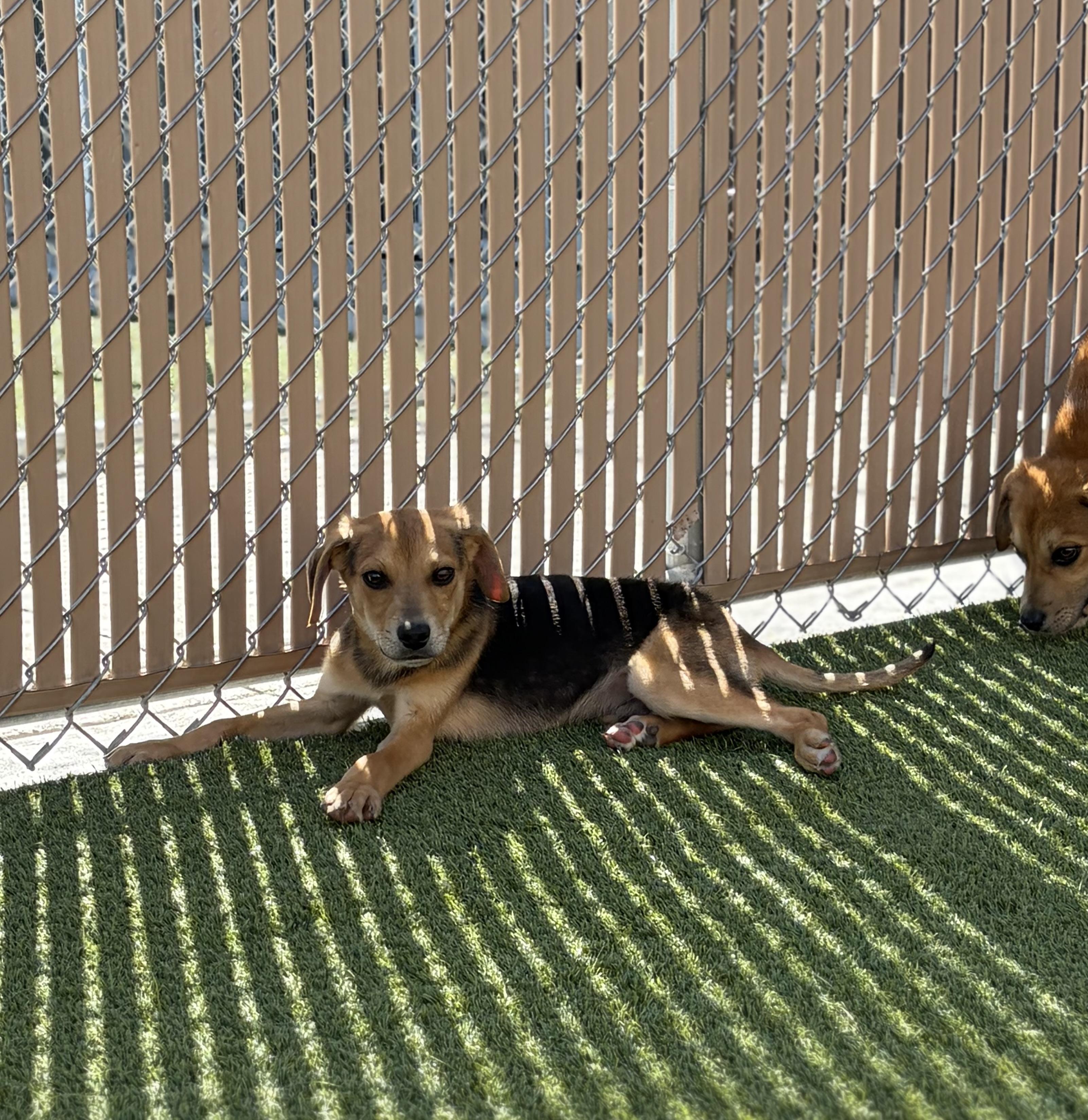 Enlarge Paxton, a ADOPTABLE Mixed Breed in Liberty, MO image 5/5