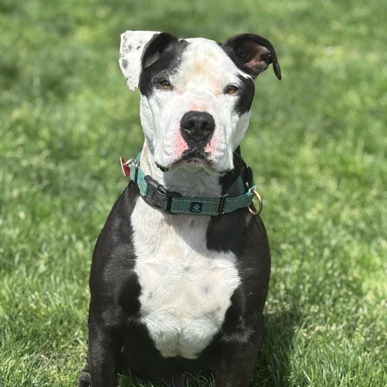 Enlarge Apollo, a Adoptable mixed breed in Medford, OR image 1/3