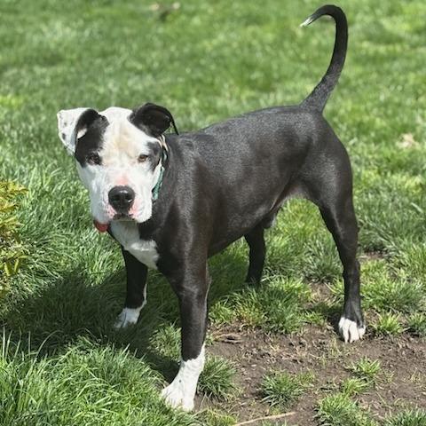 Enlarge Apollo, a Adoptable mixed breed in Medford, OR image 2/3