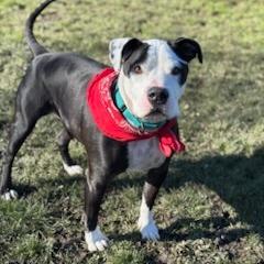 Enlarge Apollo, a Adoptable mixed breed in Medford, OR image 3/3