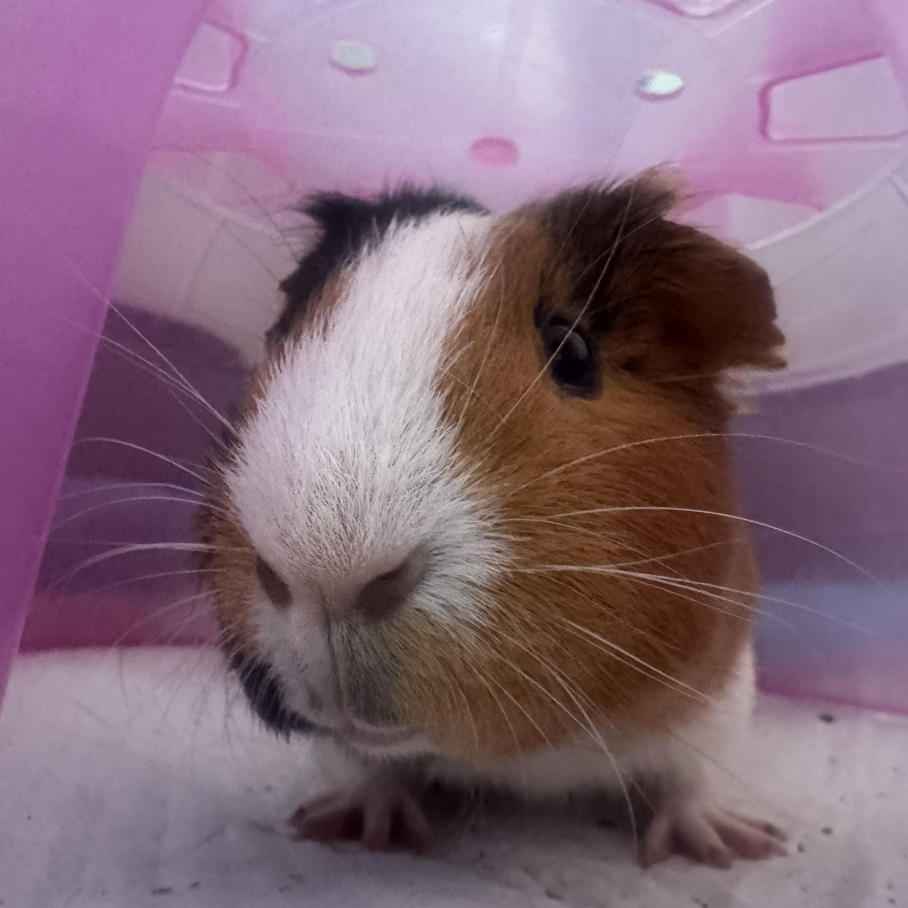 Enlarge Kiwi, a ADOPTABLE Guinea Pig in Irvine, CA image 2/2