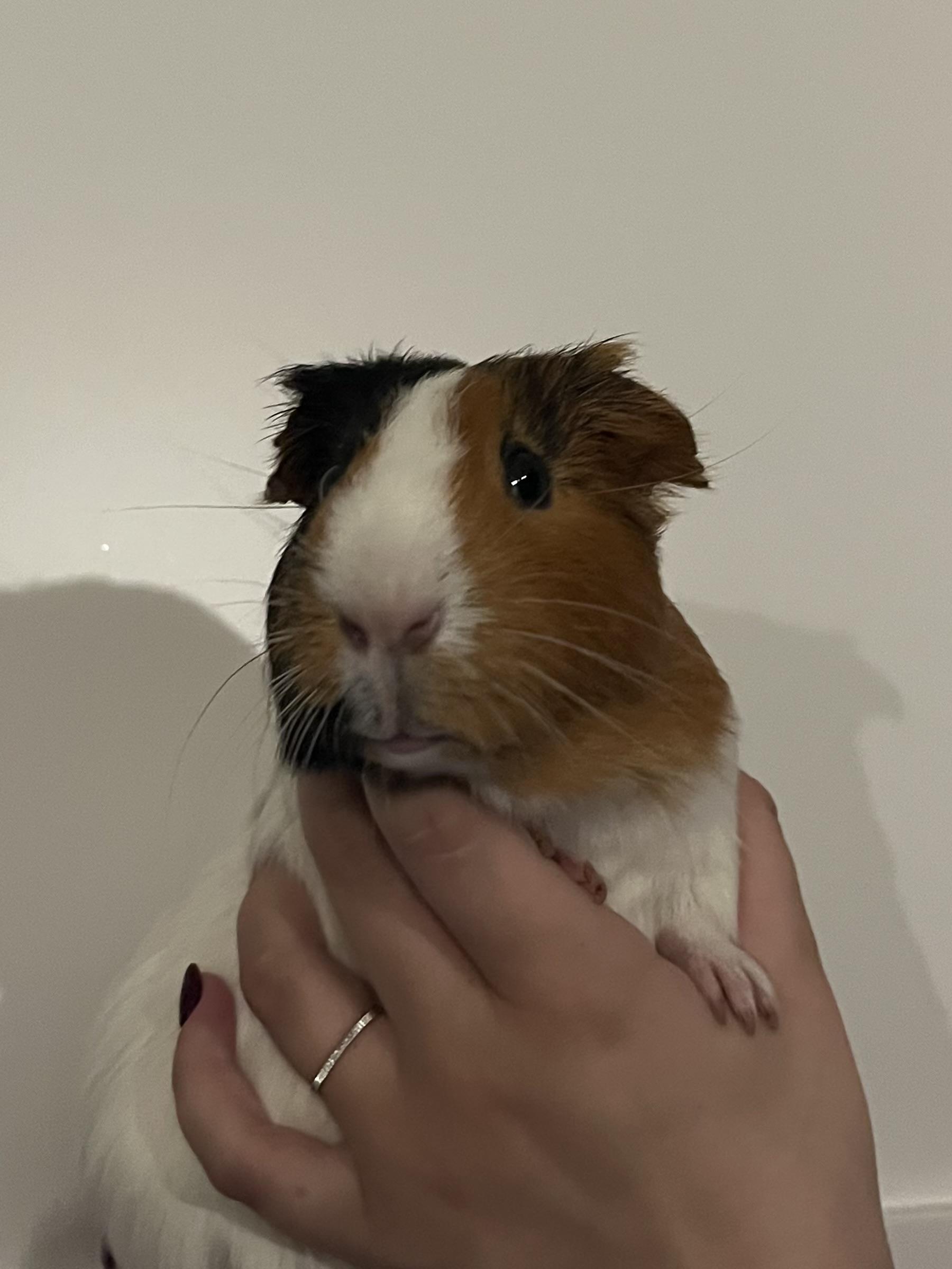 Enlarge Kiwi, a ADOPTABLE Guinea Pig in Irvine, CA image 1/2