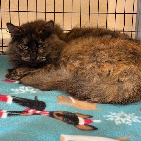Toffee, Adoptable, Adult Female Domestic Long Hair.