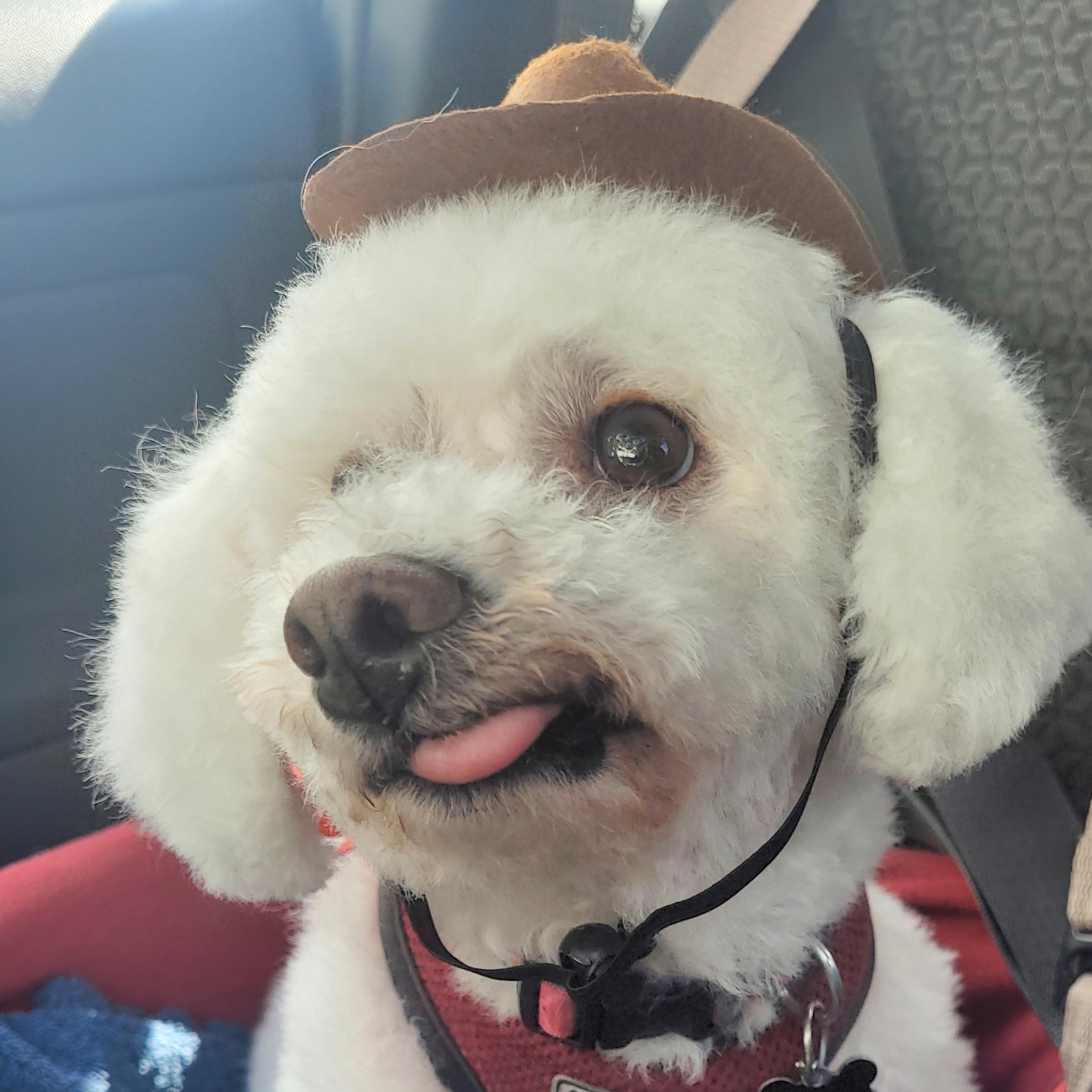 Nelly, a Adoptable mixed breed in Calgary, AB image 2/6