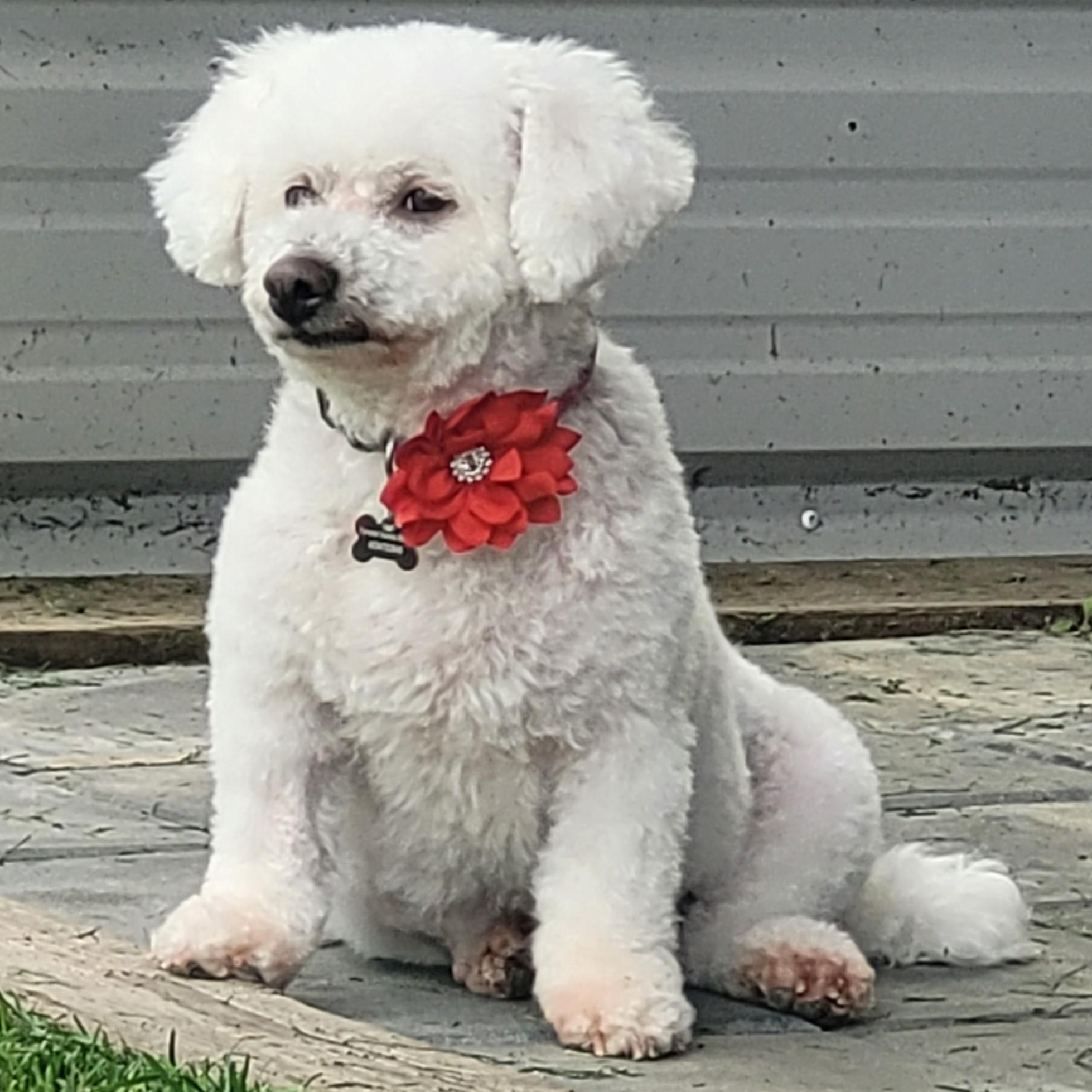 Nelly, a Adoptable mixed breed in Calgary, AB image 3/6