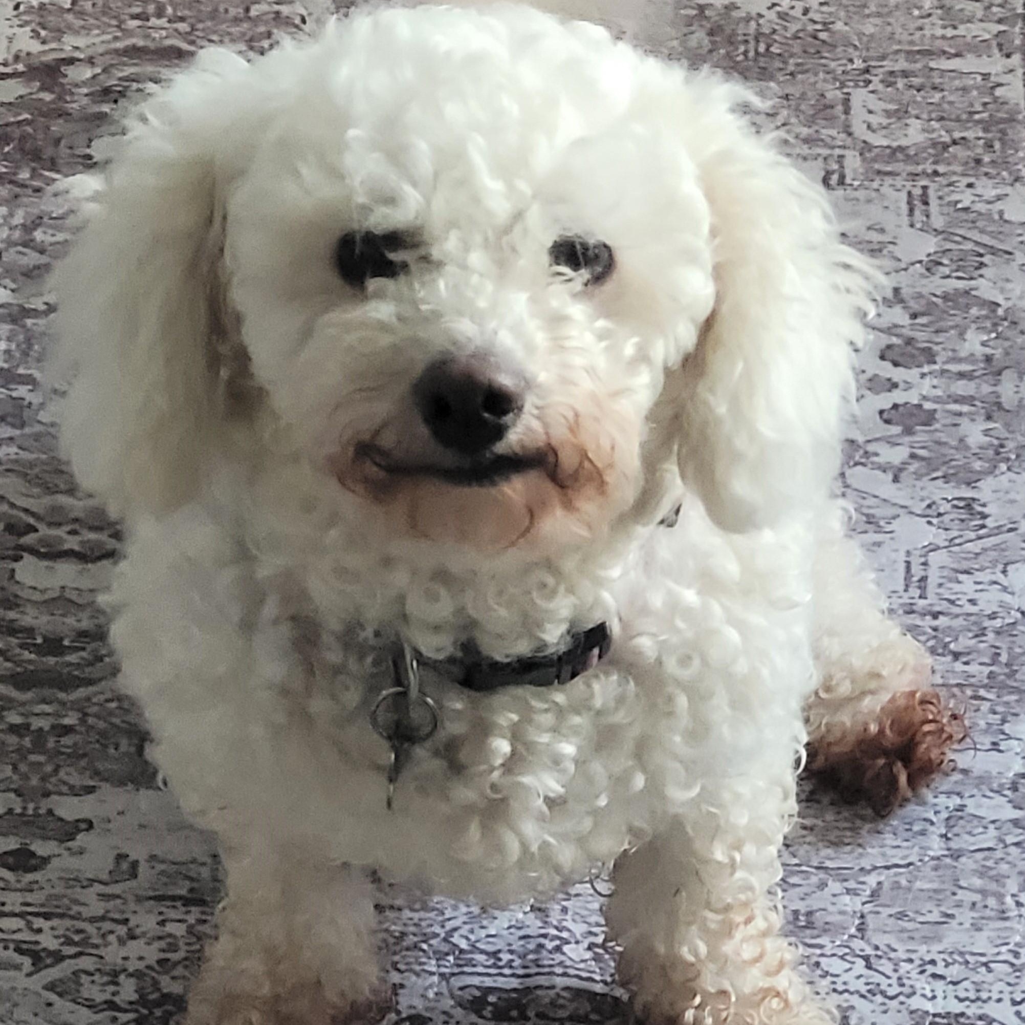 Nelly, a Adoptable mixed breed in Calgary, AB image 5/6
