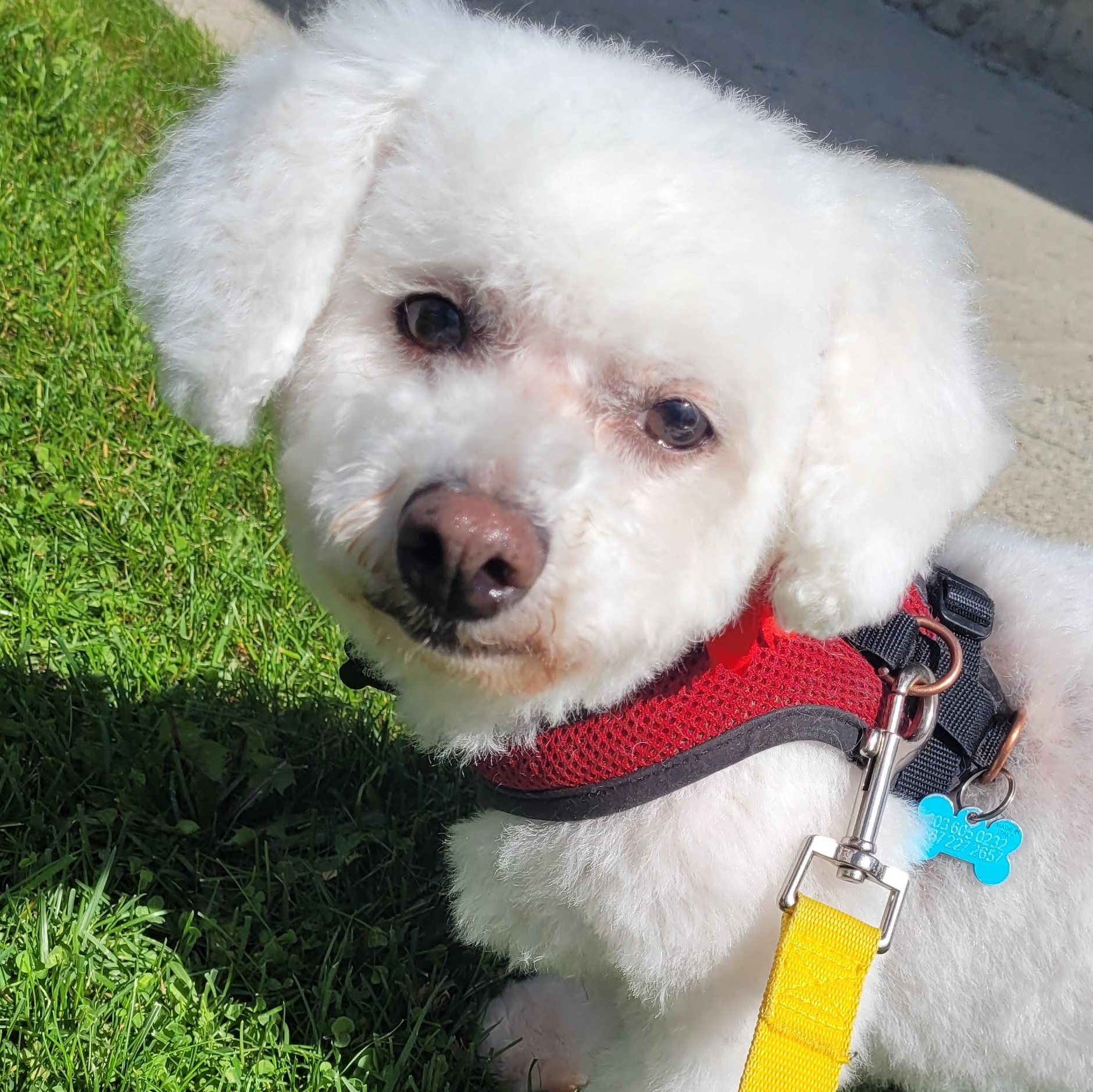 Nelly, Adoptable, Senior Female Maltese.