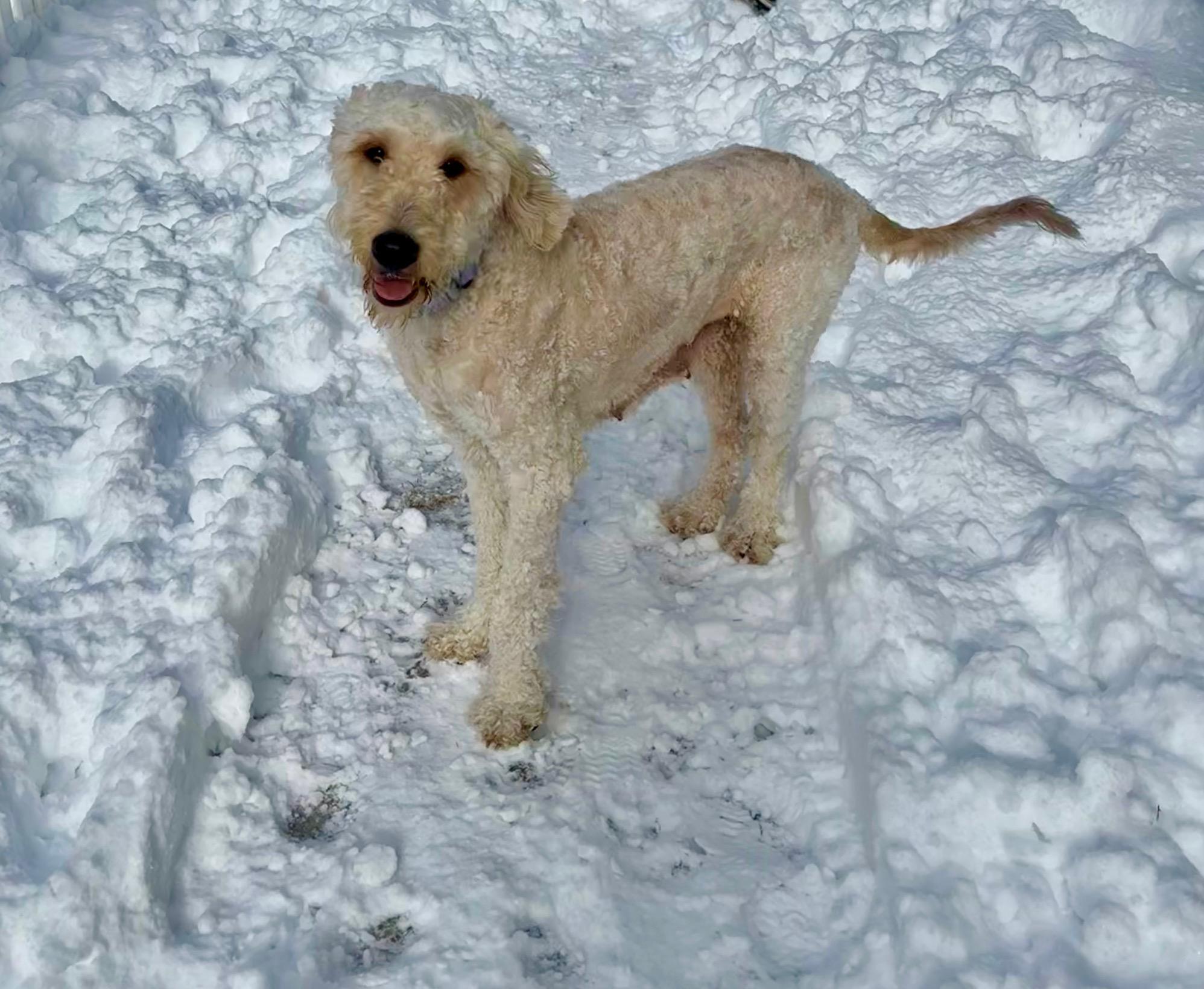 Enlarge Blondie, an adoptable Goldendoodle in Norton, MA image 1/2