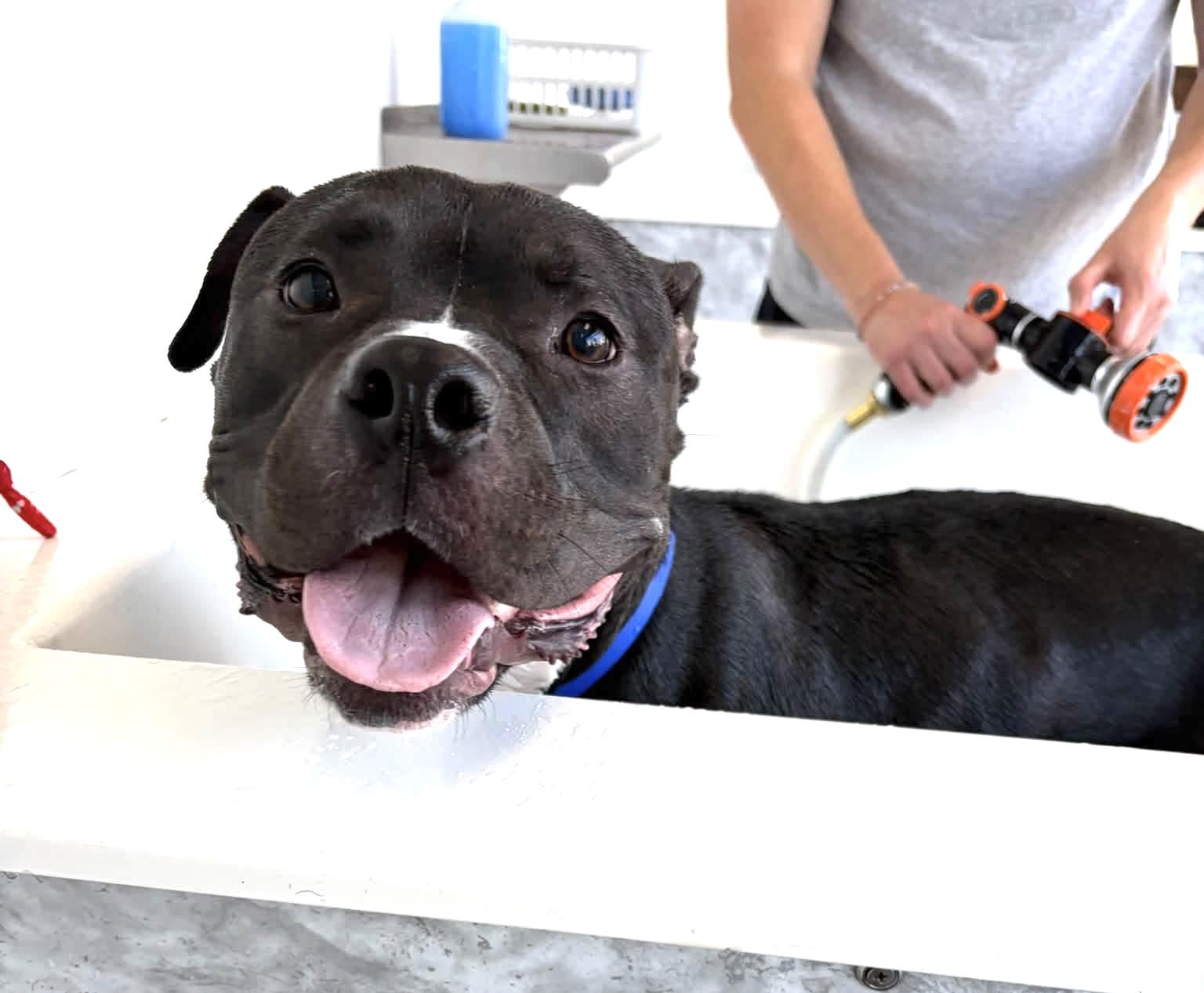 Enlarge Tucker, a Adoptable mixed breed in Milwaukee, WI image 3/6