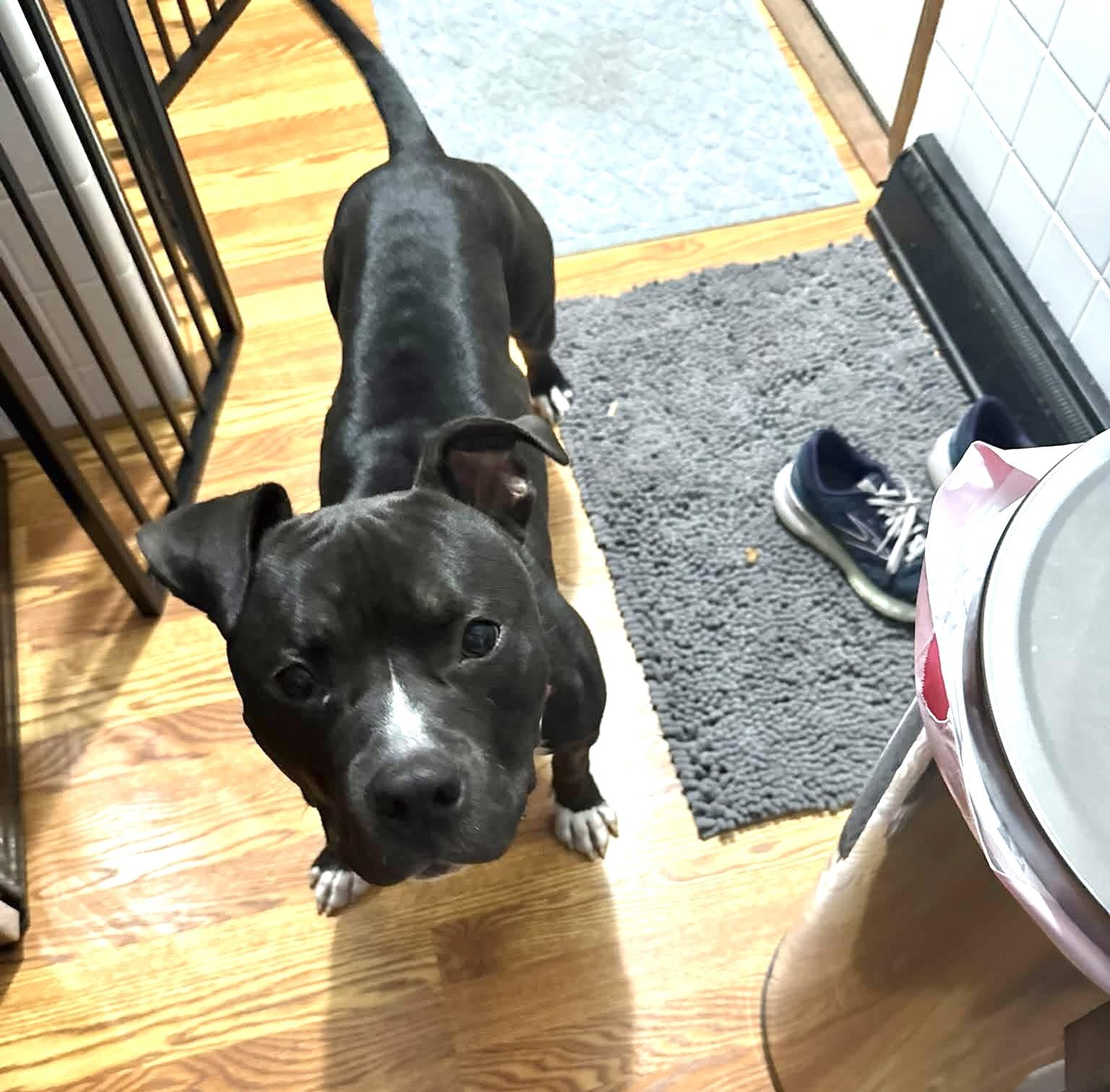 Enlarge Tucker, a Adoptable mixed breed in Milwaukee, WI image 5/6