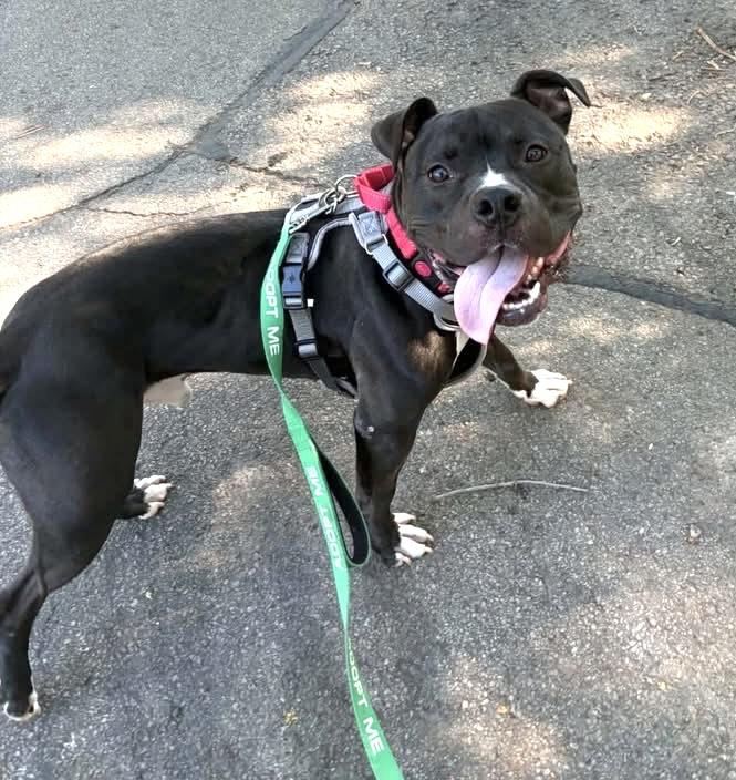 Enlarge Tucker, a Adoptable mixed breed in Milwaukee, WI image 4/6