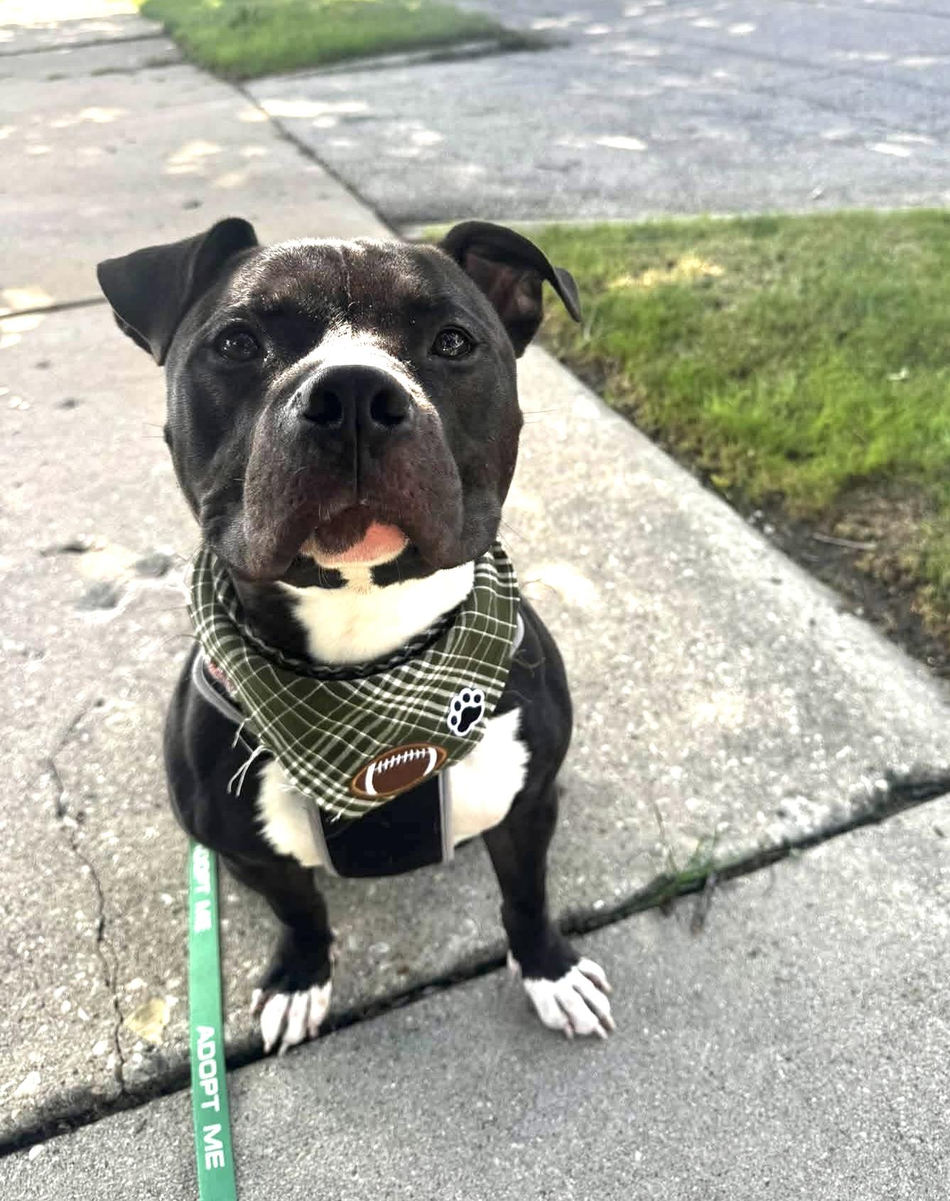 Enlarge Tucker, a Adoptable mixed breed in Milwaukee, WI image 2/6