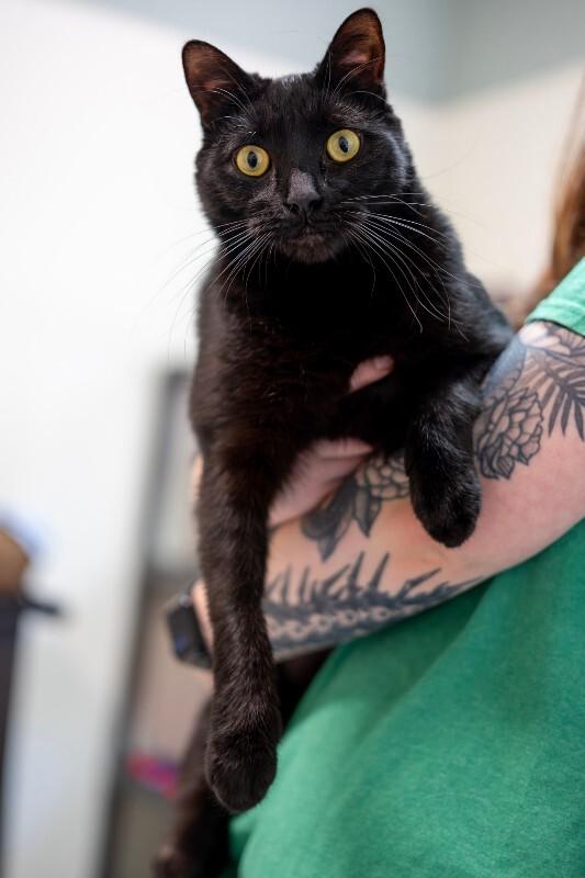 Kevin, a Adoptable Domestic Medium Hair in Arlington, WA image 1/6
