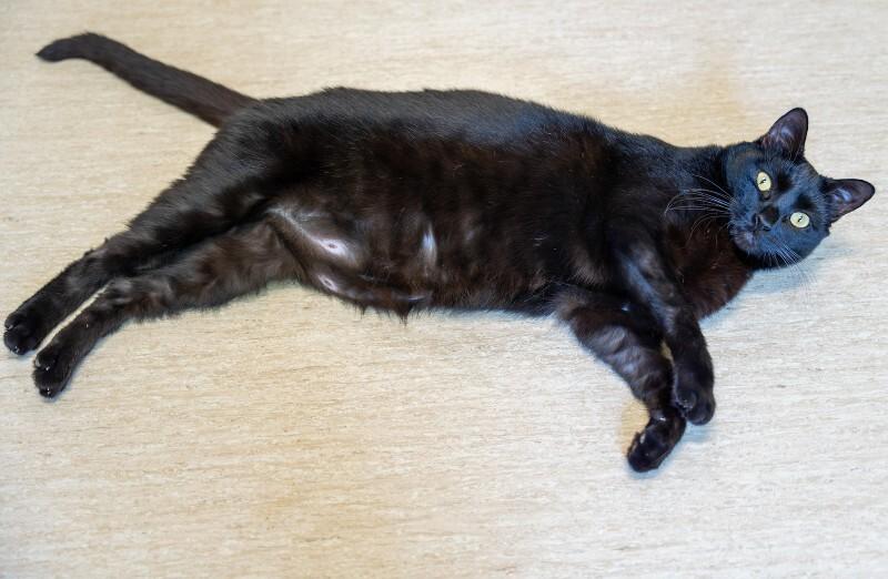 Kevin, a Adoptable Domestic Medium Hair in Arlington, WA image 2/6