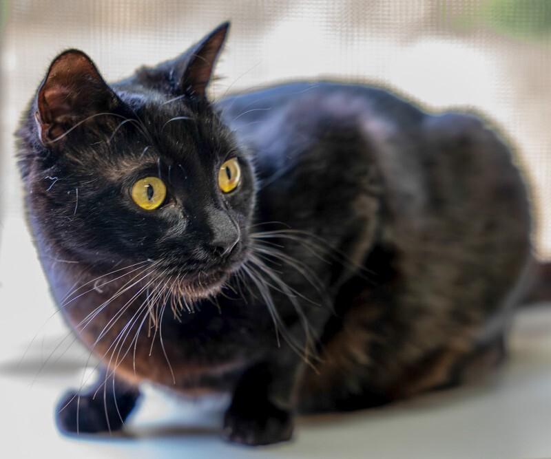 Kevin, a Adoptable Domestic Medium Hair in Arlington, WA image 3/6