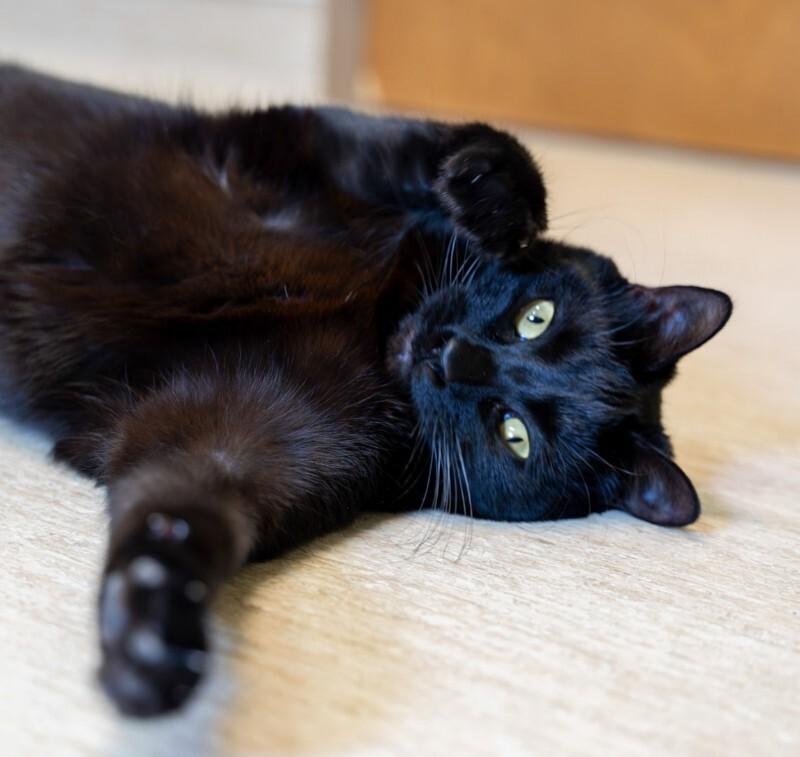 Kevin, a Adoptable Domestic Medium Hair in Arlington, WA image 4/6