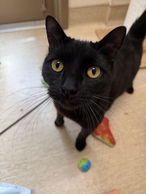 Kevin, Adoptable, Young Male Domestic Medium Hair.