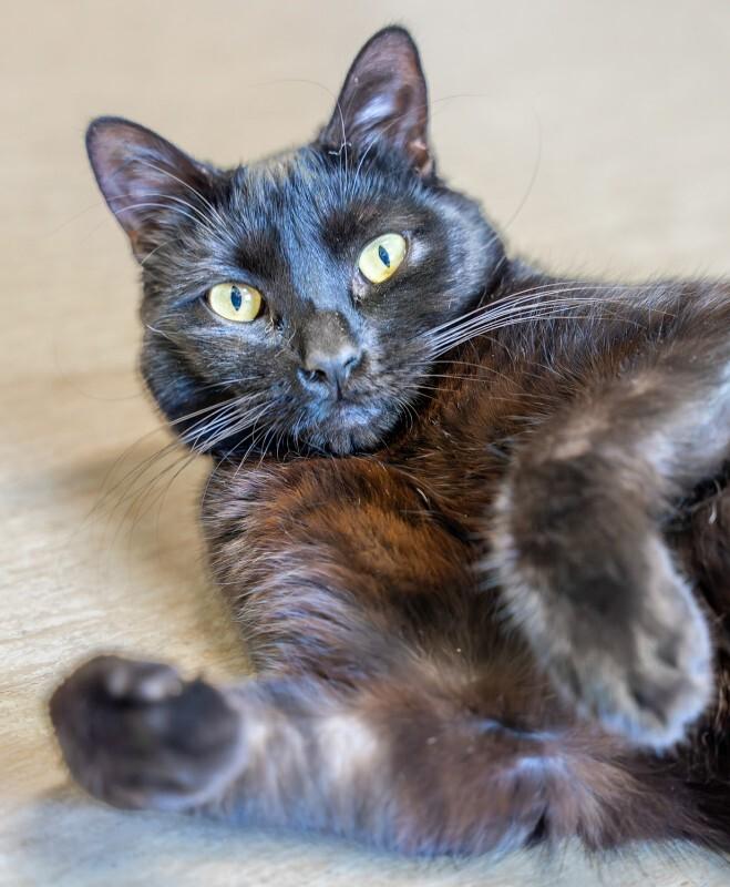 Kevin, a Adoptable Domestic Medium Hair in Arlington, WA image 6/6