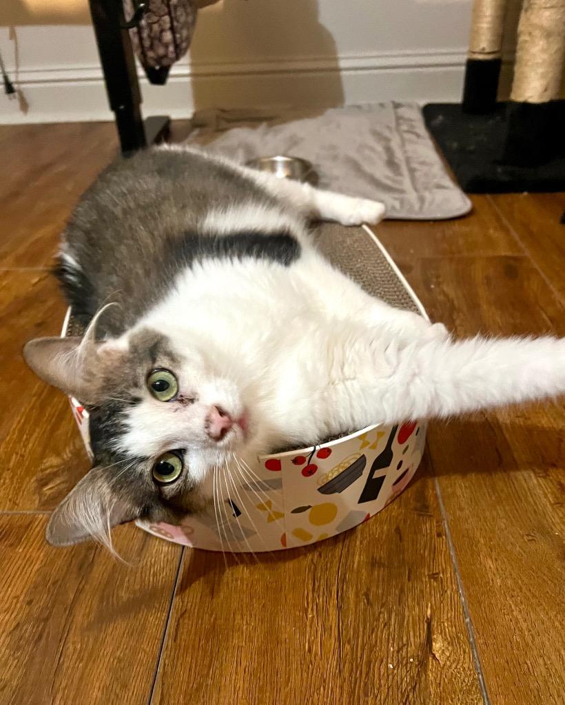 Bruno, Adoptable, Adult Male Domestic Medium Hair.